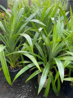 Pandan Leaves Tree - Full Roots- Free Ship -Cheap Plantly Store 1693889440 4