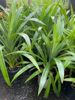 Pandan Leaves Tree - Full Roots- Free Ship -Cheap Plantly Store 1693889440 5