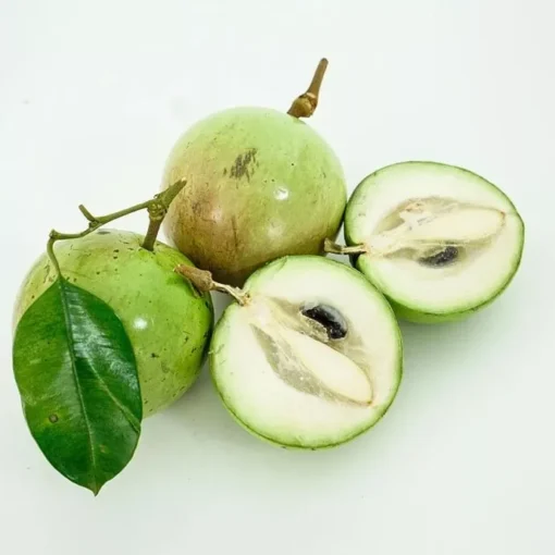 White Caimito- Star Fruit Grafted Tree 4ft 6 White Caimito- Star Fruit Grafted Tree 4ft -Cheap Plantly Store 1693890389 1