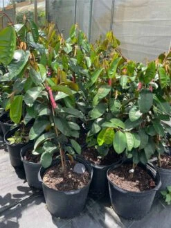 Cheap Plantly Store -Cheap Plantly Store 1693890389 2