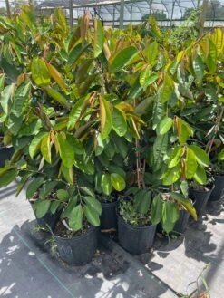 White Caimito- Star Fruit Grafted Tree 4ft -Cheap Plantly Store 1693890389 3