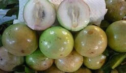 White Caimito- Star Fruit Grafted Tree 4ft -Cheap Plantly Store 1693890389 5