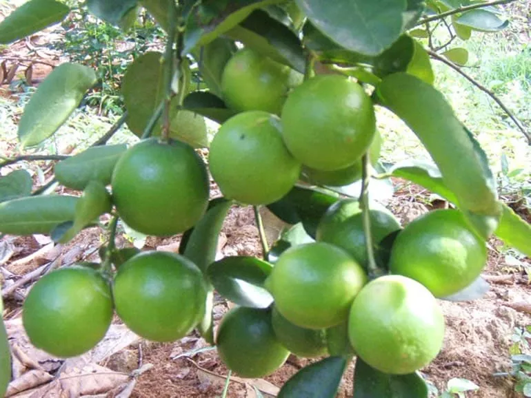 Key Lime Tree 15 Gallon - 5ft - Free Ship 3 Key Lime Tree 15 Gallon - 5ft - Free Ship