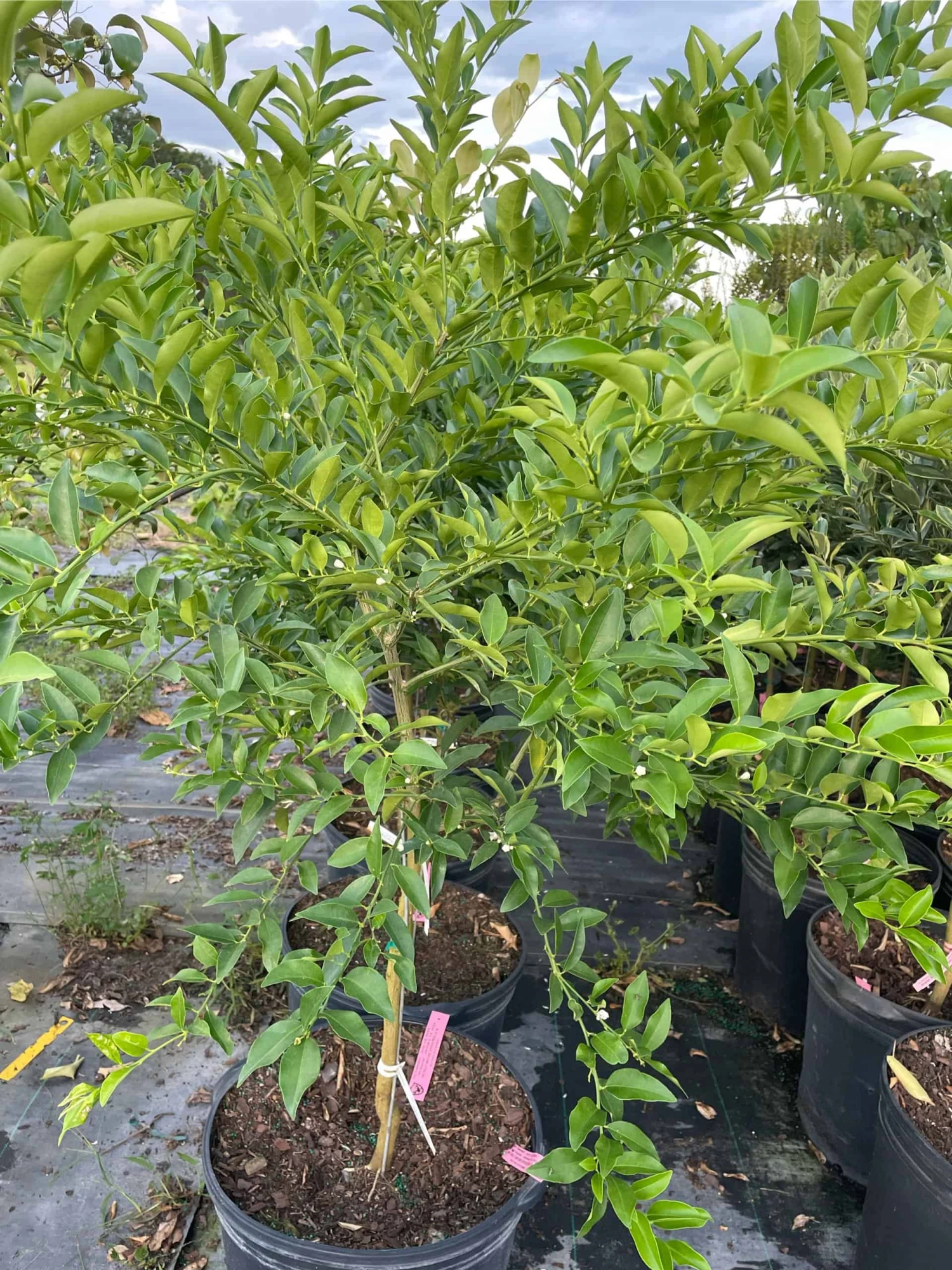 Key Lime Tree 15 Gallon - 5ft - Free Ship 4 Key Lime Tree 15 Gallon - 5ft - Free Ship - Image 2