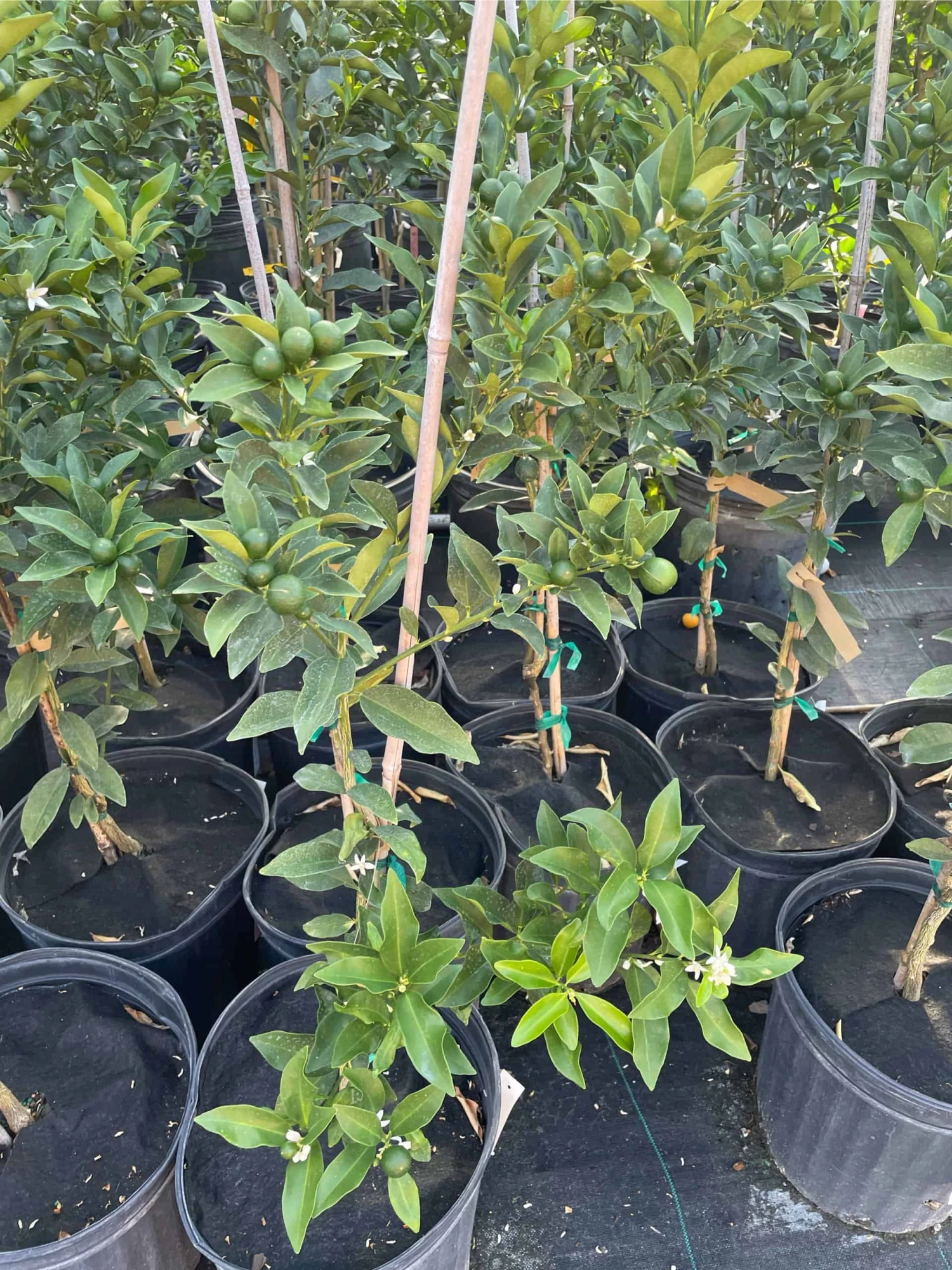 Meiwa Kum Grafted Tree 3-4 Ft Tall 4 Meiwa Kum Grafted Tree 3-4 Ft Tall - Image 2