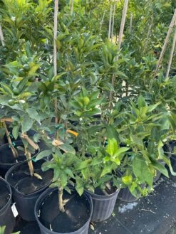 Meiwa Kum Grafted Tree 3-4 Ft Tall 10 Meiwa Kum Grafted Tree 3-4 Ft Tall -Cheap Plantly Store 1693891112 3