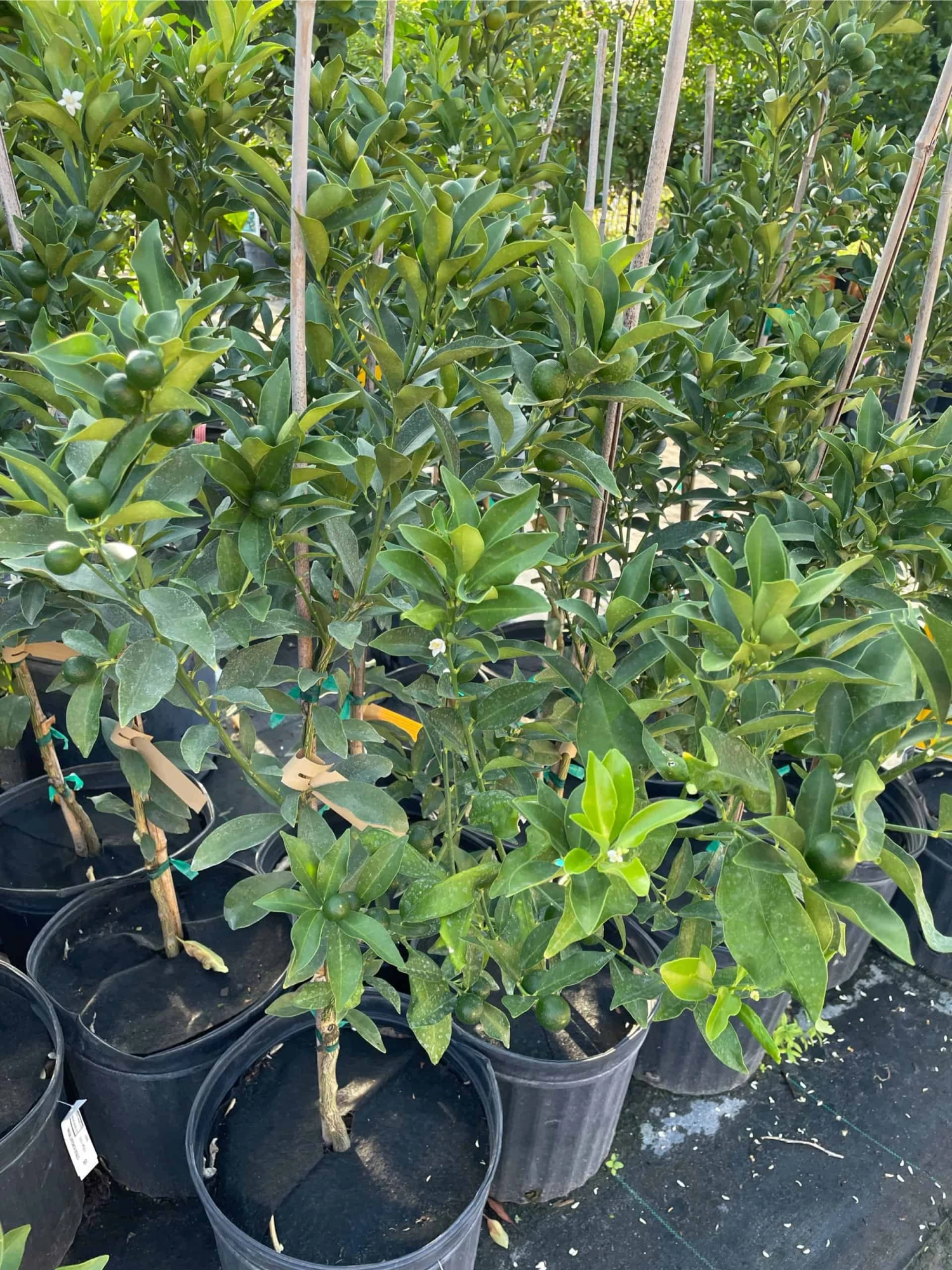 Meiwa Kum Grafted Tree 3-4 Ft Tall 5 Meiwa Kum Grafted Tree 3-4 Ft Tall - Image 3