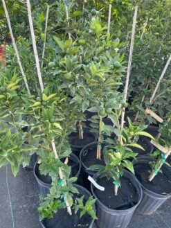 Meiwa Kum Grafted Tree 3-4 Ft Tall 11 Meiwa Kum Grafted Tree 3-4 Ft Tall -Cheap Plantly Store 1693891112 4