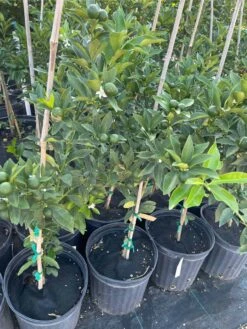 Meiwa Kum Grafted Tree 3-4 Ft Tall 12 Meiwa Kum Grafted Tree 3-4 Ft Tall -Cheap Plantly Store 1693891112 5