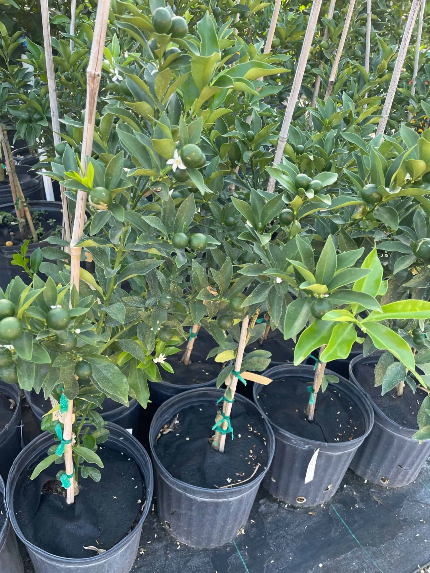 Meiwa Kum Grafted Tree 3-4 Ft Tall 7 Meiwa Kum Grafted Tree 3-4 Ft Tall - Image 5