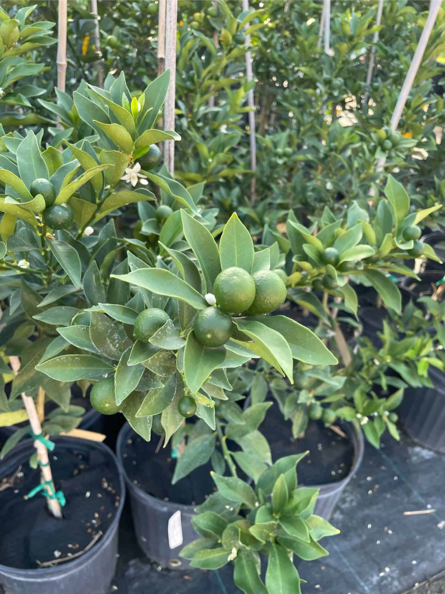 Meiwa Kum Grafted Tree 3-4 Ft Tall 8 Meiwa Kum Grafted Tree 3-4 Ft Tall - Image 6