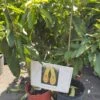Long Neck Russell Avocado 4ft Tall -Cheap Plantly Store 1694577347 1