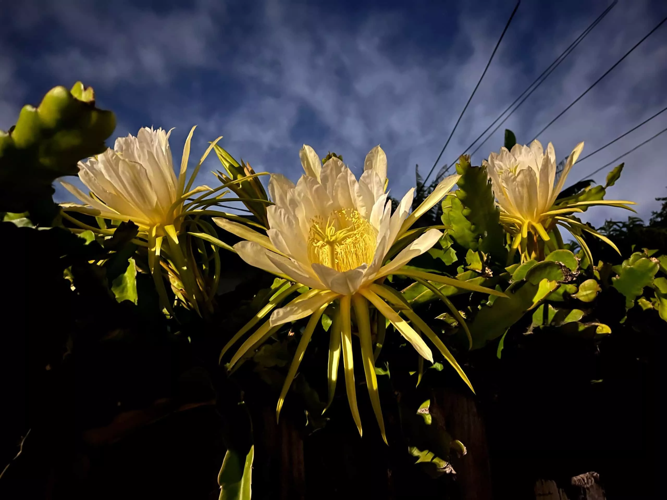 Dragon Fruit Starter Kit, 3x Varieties, Top Flavors 3 Dragon Fruit Starter Kit, 3x Varieties, Top Flavors