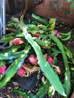 Dragon Fruit Starter Kit, 3x Varieties, Top Flavors 8 Dragon Fruit Starter Kit, 3x Varieties, Top Flavors -Cheap Plantly Store 1695429392 2