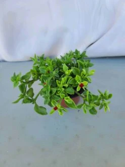 Baby Sun Rose / Aptenia Cordifolia -Cheap Plantly Store 1695573555 3