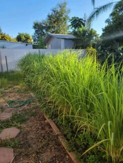 Lemongrass 4 Oz Fresh Cut -Cheap Plantly Store 1695574531 2