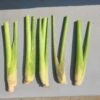 Lemongrass 5 Unrooted Cuttings -Cheap Plantly Store 1695596405 1