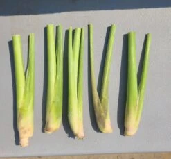 Lemongrass 5 Unrooted Cuttings