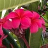 Royal Hawaiian Plumeria Cutting, 15in+ -Cheap Plantly Store 1695938032 1
