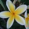 Celedine Plumeria Cutting, 15+in -Cheap Plantly Store 1695938398 1