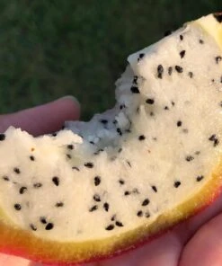 Peruvian Apple Cactus, Cereus Fruiting Cacti *3 Cuttings* -Cheap Plantly Store 1695939156 2