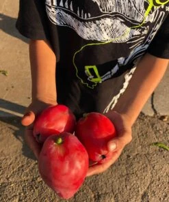 Peruvian Apple Cactus, Cereus Fruiting Cacti *3 Cuttings* -Cheap Plantly Store 1695939157 3