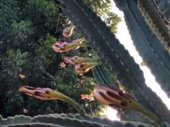 Peruvian Apple Cactus, Cereus Fruiting Cacti *3 Cuttings* -Cheap Plantly Store 1695939157 4