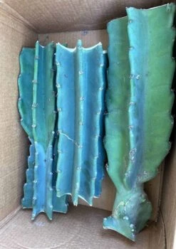 Peruvian Apple Cactus, Cereus Fruiting Cacti *3 Cuttings* -Cheap Plantly Store 1695939157 5