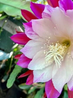 Clown Epiphyllum Plant, Orchid Cactus