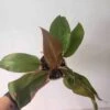 Philodendron Selloum - Sun Red Philodendron 4" Pot -Cheap Plantly Store 1696904619 1