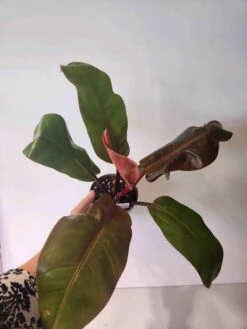 Philodendron Selloum - Sun Red Philodendron 4" Pot -Cheap Plantly Store 1696904619 3