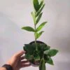 Zamioculcas Zamiifolia - ZZ 6" Pot -Cheap Plantly Store 1696905840 1