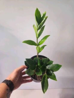 Zamioculcas Zamiifolia - ZZ 6" Pot