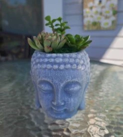 Buddha Head Planter With Live Succulent -Cheap Plantly Store 1698959640 3