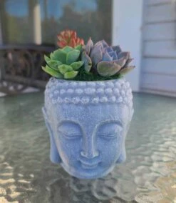 Buddha Head Planter With Live Succulent -Cheap Plantly Store 1698959640 4