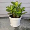 Jade Plant -Cheap Plantly Store 1698959831 1