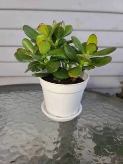 Jade Plant -Cheap Plantly Store 1698959831 3