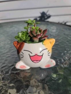 Succulent Arrangement In Mini Cat Planter 10 Succulent Arrangement In Mini Cat Planter -Cheap Plantly Store 1698960715 2