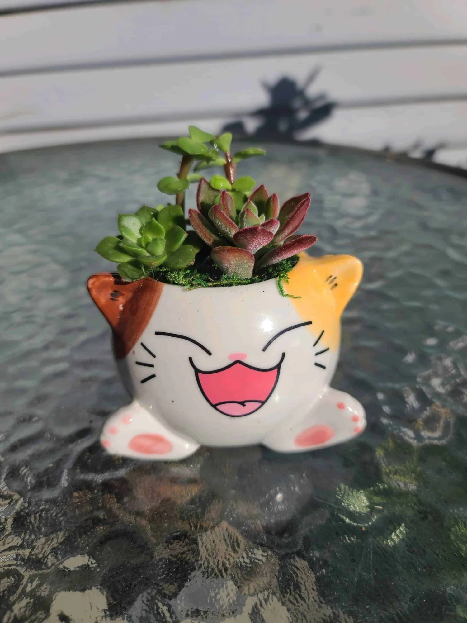 Succulent Arrangement In Mini Cat Planter 5 Succulent Arrangement In Mini Cat Planter - Image 3