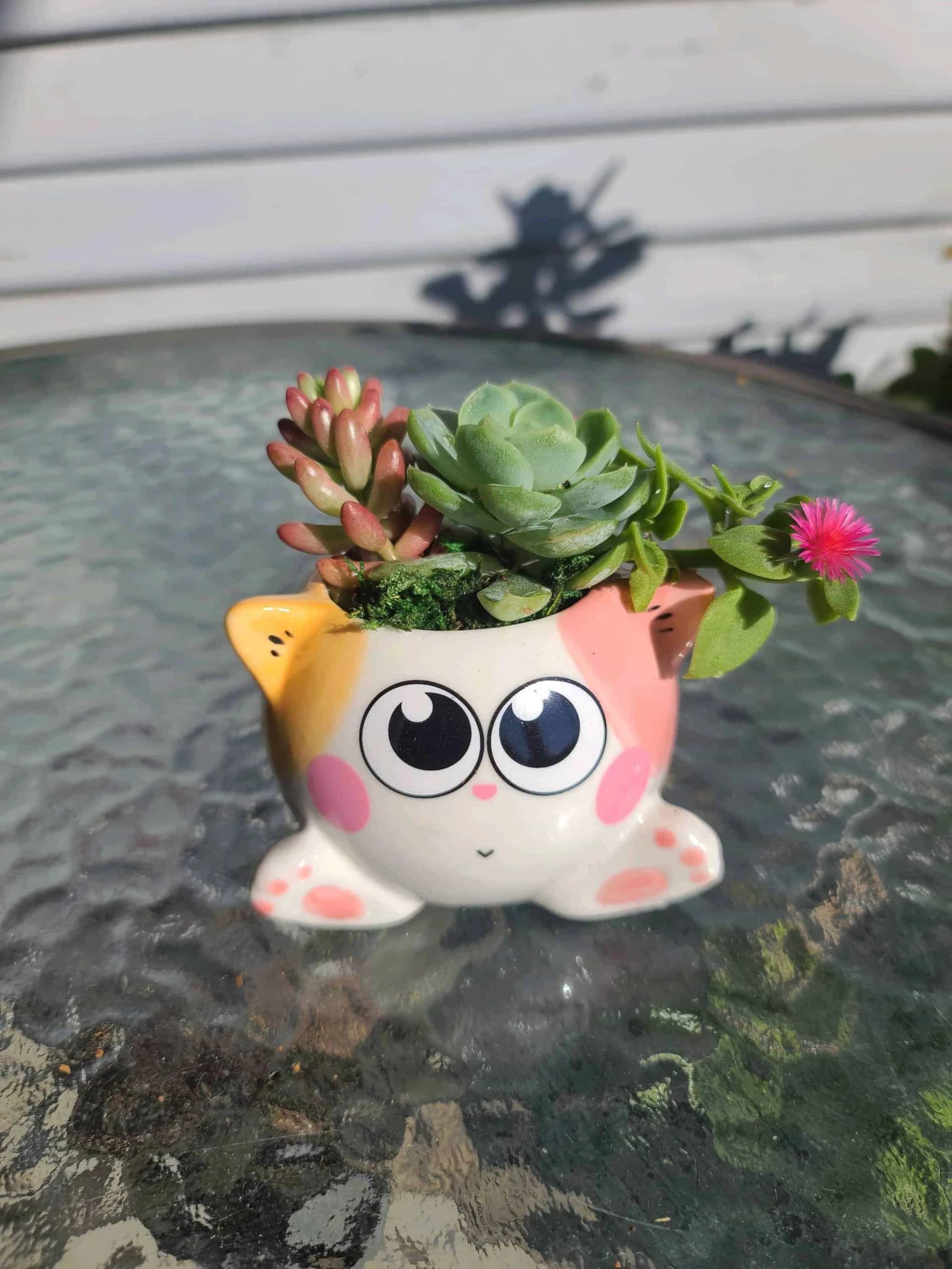 Succulent Arrangement In Mini Cat Planter 7 Succulent Arrangement In Mini Cat Planter - Image 5