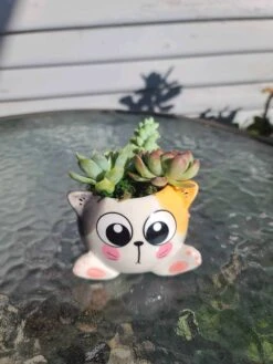 Succulent Arrangement In Mini Cat Planter 13 Succulent Arrangement In Mini Cat Planter -Cheap Plantly Store 1698960716 6