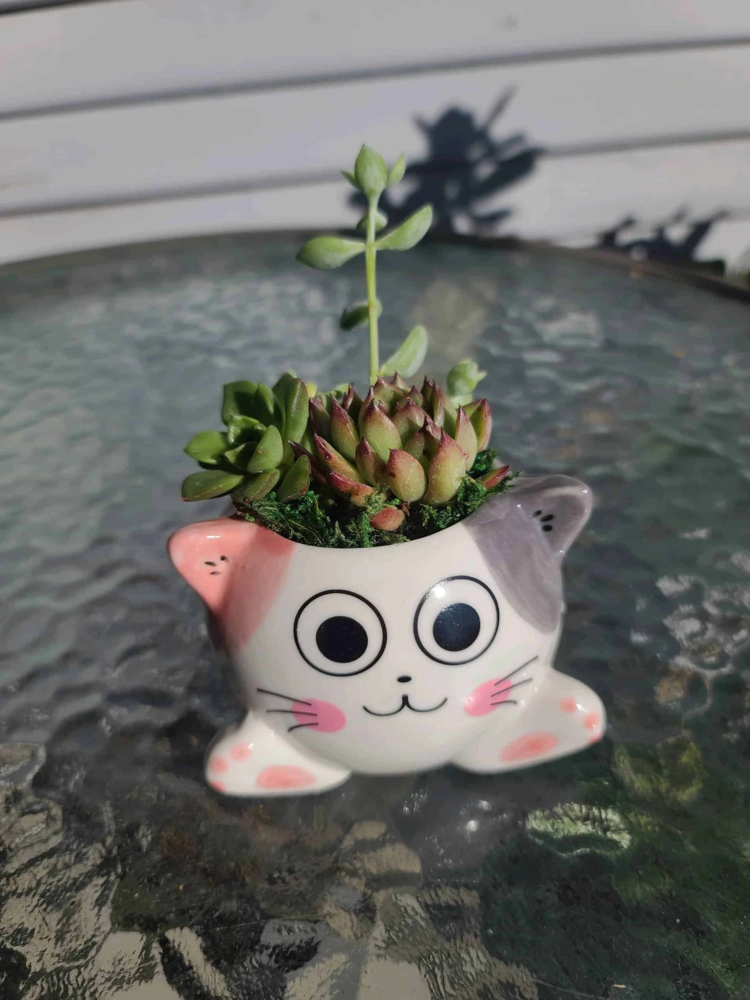 Succulent Arrangement In Mini Cat Planter 4 Succulent Arrangement In Mini Cat Planter - Image 2