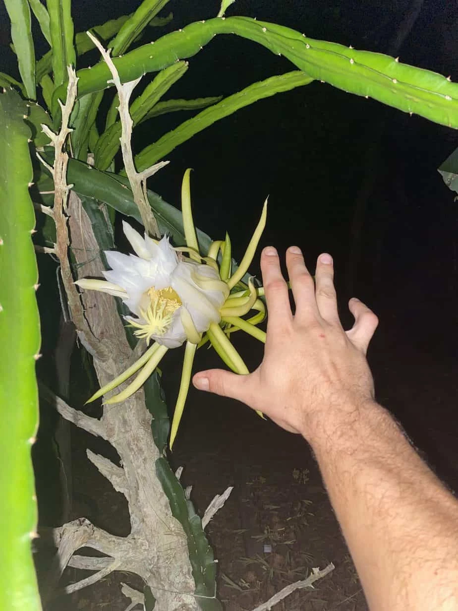 Red Dragon Fruit In Pot 6 Red Dragon Fruit In Pot - Image 4