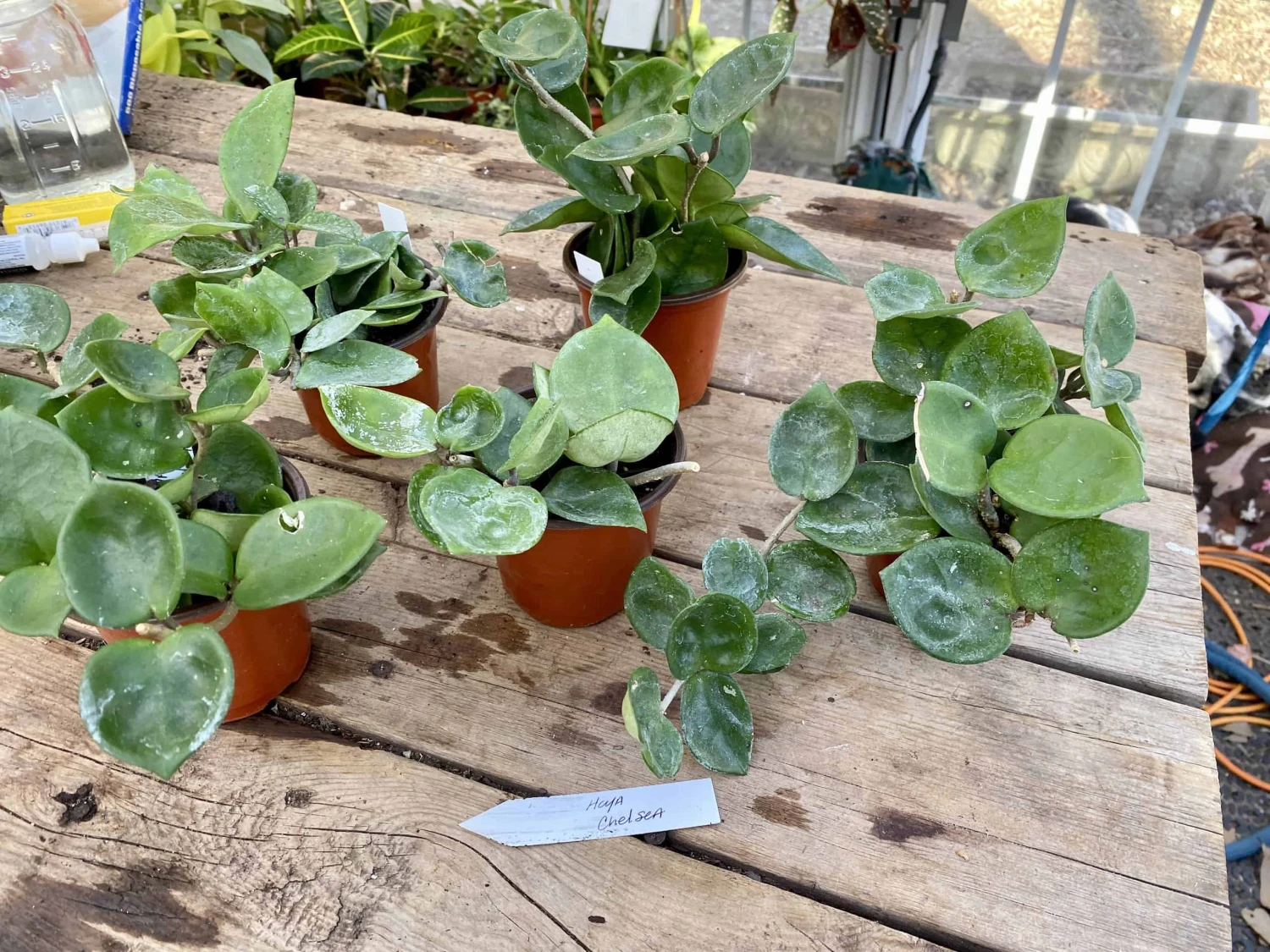 Hoya Chelsea Wax Flower Porcelain Flower 3 Inch Pot Plant 9 Hoya Chelsea Wax Flower Porcelain Flower 3 Inch Pot Plant - Image 7