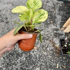 Peperomia Marble 4 Inch Pot Live Plant 19 Peperomia Marble 4 Inch Pot Live Plant -Cheap Plantly Store 18A28CD9 C1AF 4B23 A9EF F36CACDB97DA 1 201 a