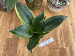 Snake Plant Or Sansevieria Black Gold 4" Pot Live Plant -Cheap Plantly Store 18D949F6 6F71 49AF A18A 89F65CB4683A 1 105 c
