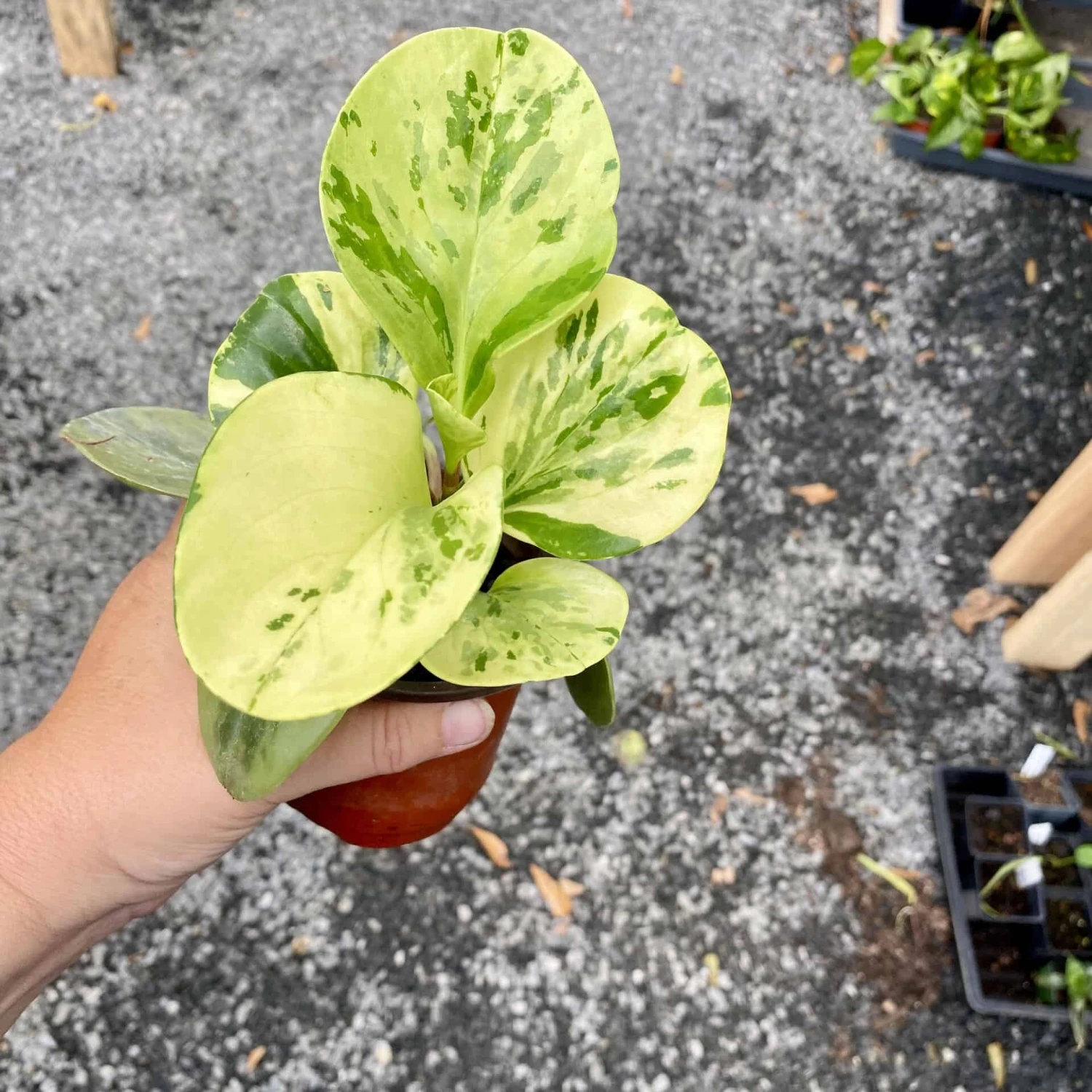 Peperomia Marble 4 Inch Pot Live Plant 11 Peperomia Marble 4 Inch Pot Live Plant - Image 9