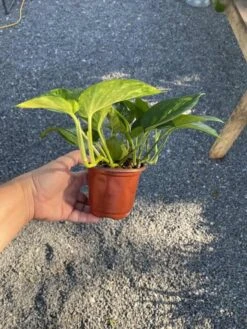 Pothos Or Devil's Ivy Golden Or Hawaiian? 4 Inch Pot Live Plant 19 Pothos Or Devil's Ivy Golden Or Hawaiian? 4 Inch Pot Live Plant -Cheap Plantly Store 1915C724 5FCC 4D64 8D57 7B9E123A53D6 1 105 c
