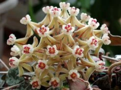 Beautiful Hoya Curtisii In A 4 Inch Pot! Blooms Are Amazing! -Cheap Plantly Store 1955585316 1e36a51b00 b