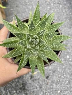 Aloe Aristata Or Lace Aloe 3 Inch Pot Hybrid Aloe Live Starter Pl -Cheap Plantly Store 197B4DEC 7A1B 4978 94A0 02C6A71DE312 1 105 c